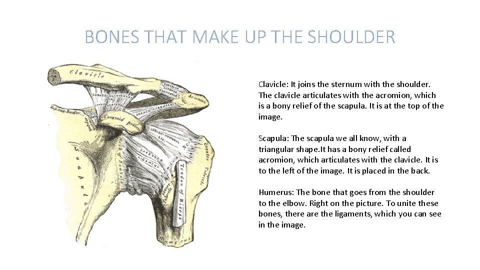 BONES THAT MAKE UP THE SHOULDER Clavicle: It joins the sternum with the shoulder.