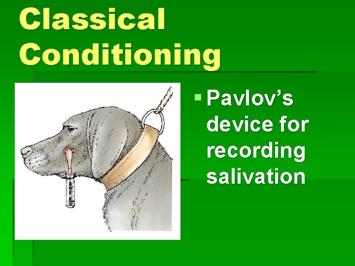 Classical Conditioning § Pavlov’s device for recording salivation 