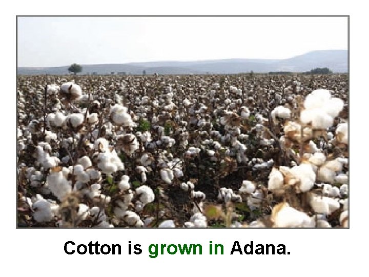 Cotton is grown in Adana. 