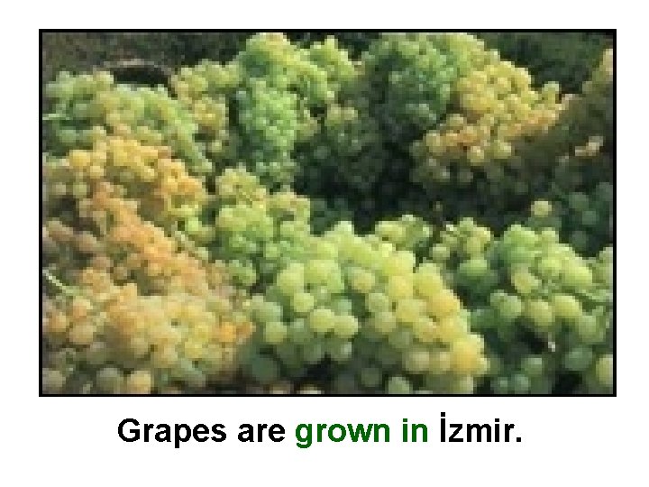Grapes are grown in İzmir. 