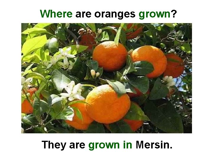 Where are oranges grown? They are grown in Mersin. 