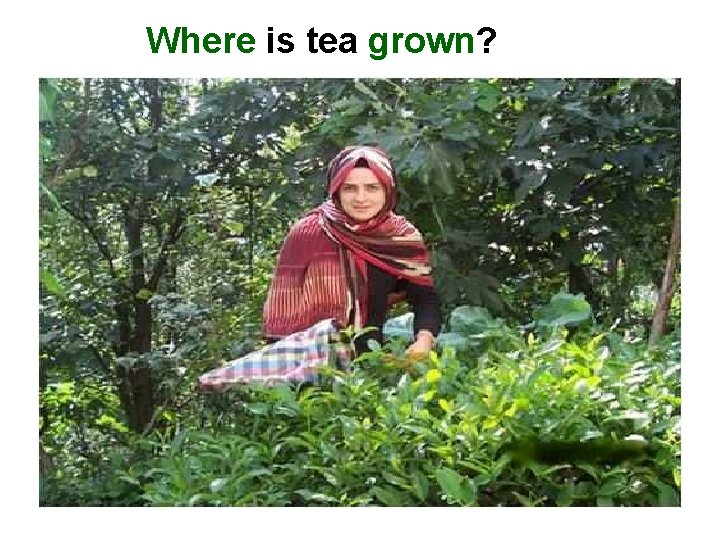 Where is tea grown? 