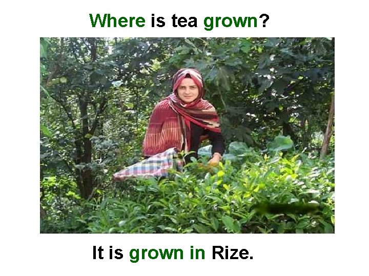 Where is tea grown? It is grown in Rize. 