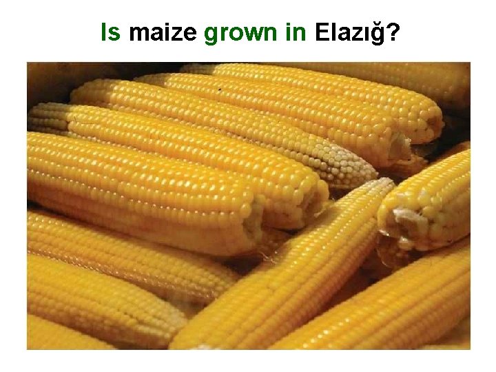 Is maize grown in Elazığ? 
