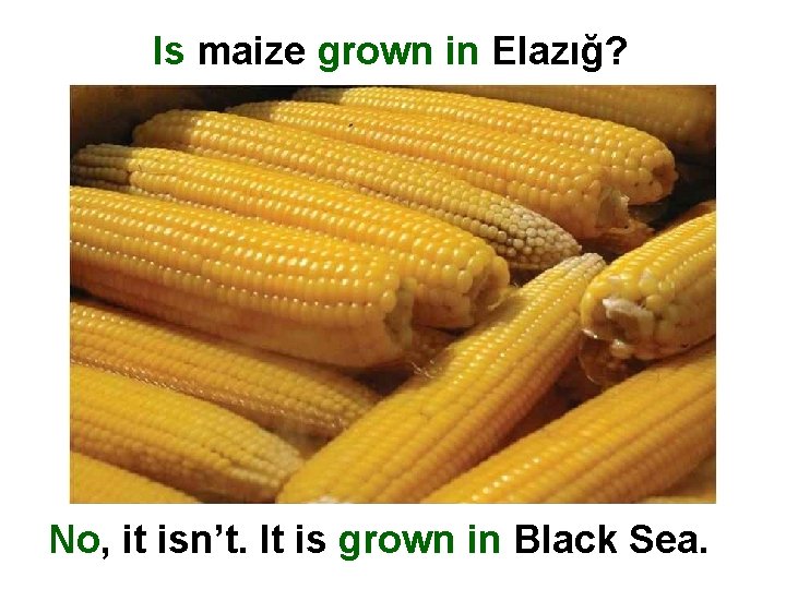 Is maize grown in Elazığ? No, it isn’t. It is grown in Black Sea.