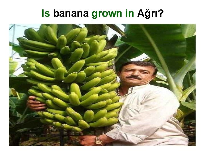Is banana grown in Ağrı? 