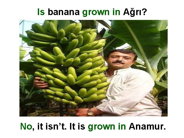 Is banana grown in Ağrı? No, it isn’t. It is grown in Anamur. 