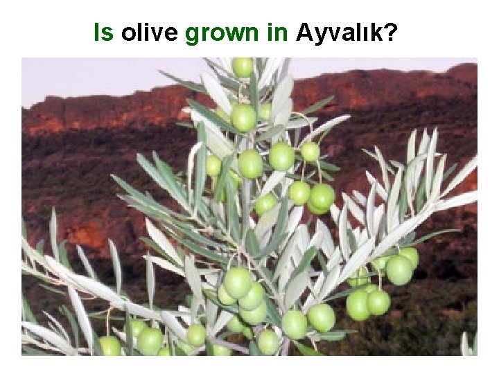 Is olive grown in Ayvalık? 