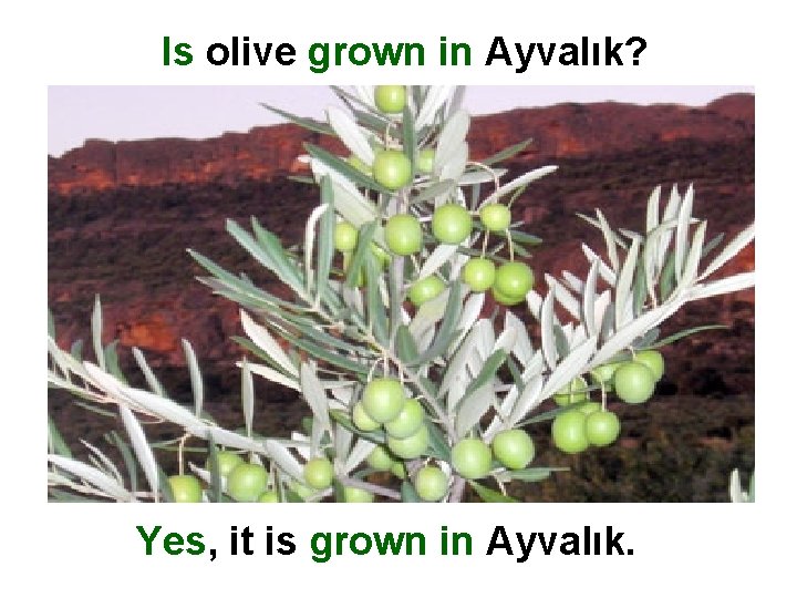 Is olive grown in Ayvalık? Yes, it is grown in Ayvalık. 