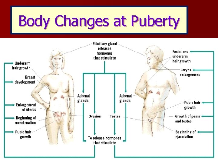 Body Changes at Puberty 12 