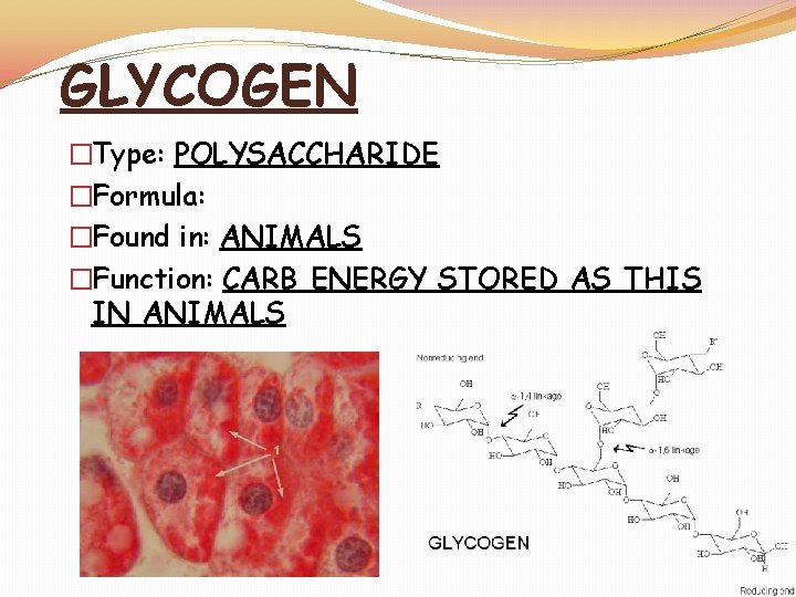 GLYCOGEN �Type: POLYSACCHARIDE �Formula: �Found in: ANIMALS �Function: CARB ENERGY STORED AS THIS IN