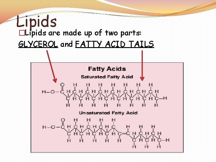 Lipids �Lipids are made up of two parts: GLYCEROL and FATTY ACID TAILS 