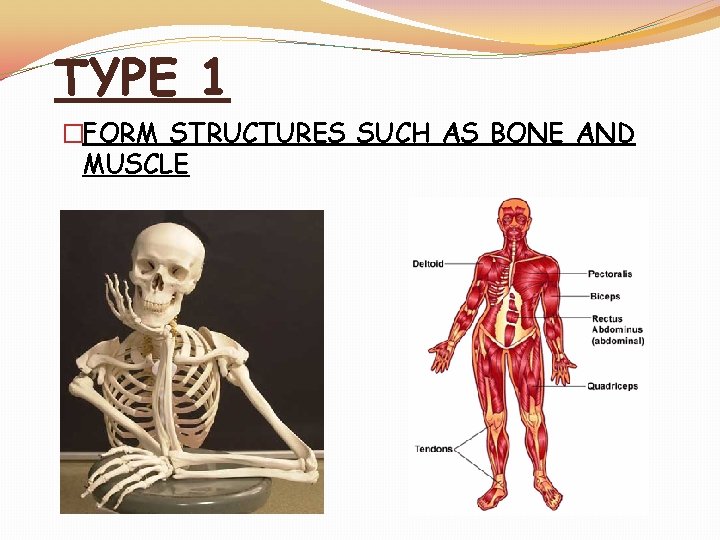 TYPE 1 �FORM STRUCTURES SUCH AS BONE AND MUSCLE 