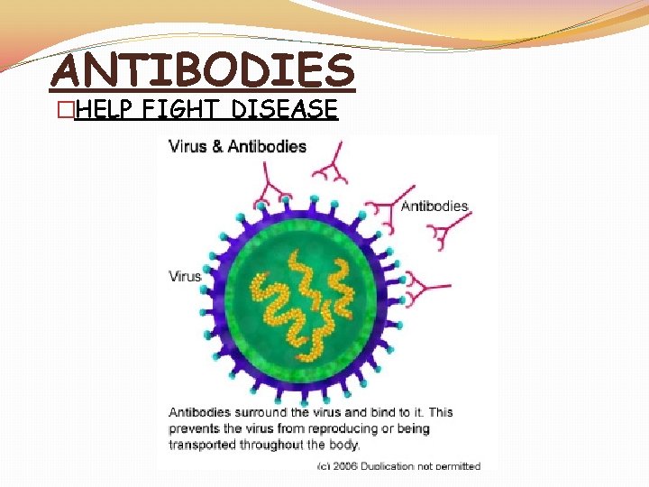 ANTIBODIES �HELP FIGHT DISEASE 