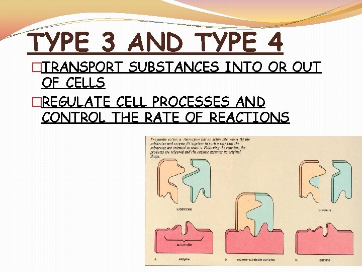 TYPE 3 AND TYPE 4 �TRANSPORT SUBSTANCES INTO OR OUT OF CELLS �REGULATE CELL