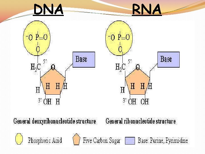 DNA RNA 