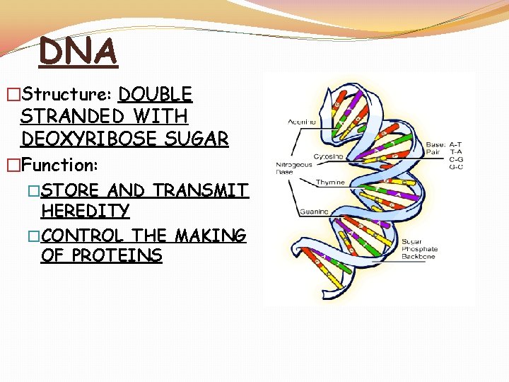 DNA �Structure: DOUBLE STRANDED WITH DEOXYRIBOSE SUGAR �Function: �STORE AND TRANSMIT HEREDITY �CONTROL THE
