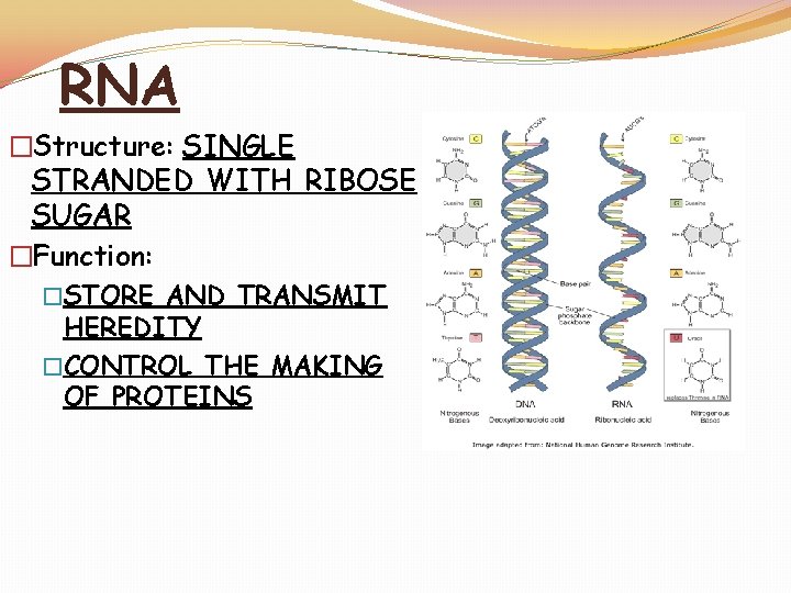 RNA �Structure: SINGLE STRANDED WITH RIBOSE SUGAR �Function: �STORE AND TRANSMIT HEREDITY �CONTROL THE