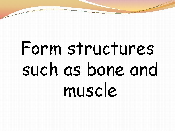 Form structures such as bone and muscle 