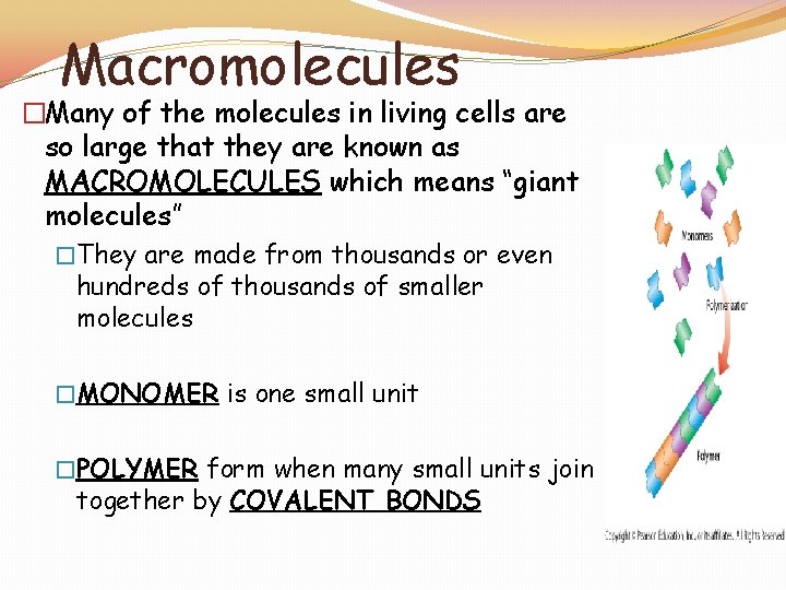 Macromolecules �Many of the molecules in living cells are so large that they are