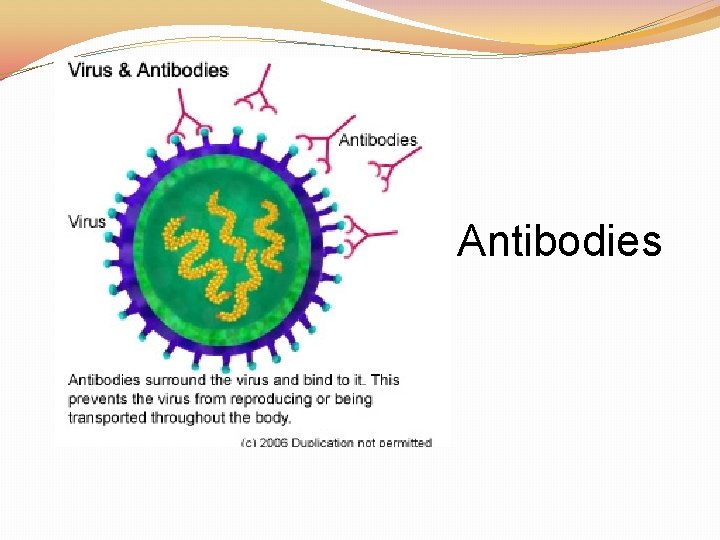 Antibodies 