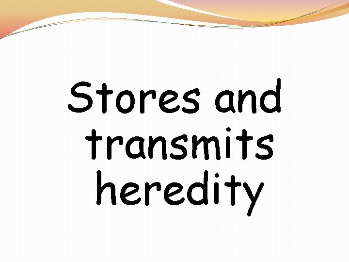 Stores and transmits heredity 