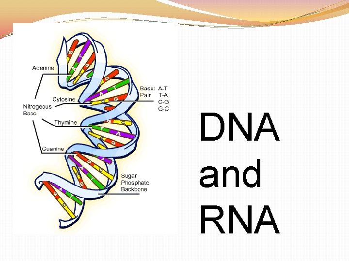 DNA and RNA 