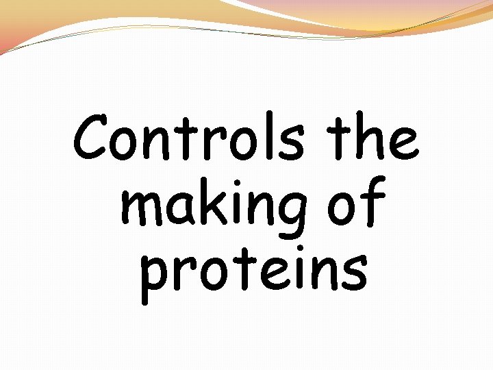 Controls the making of proteins 