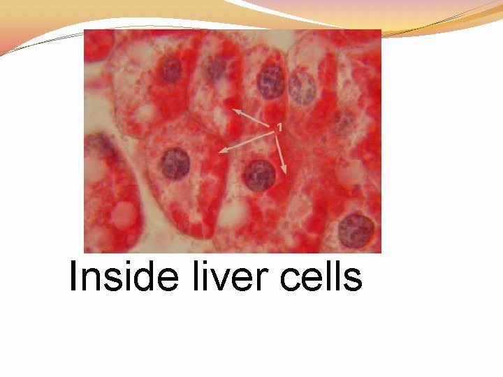 Inside liver cells 