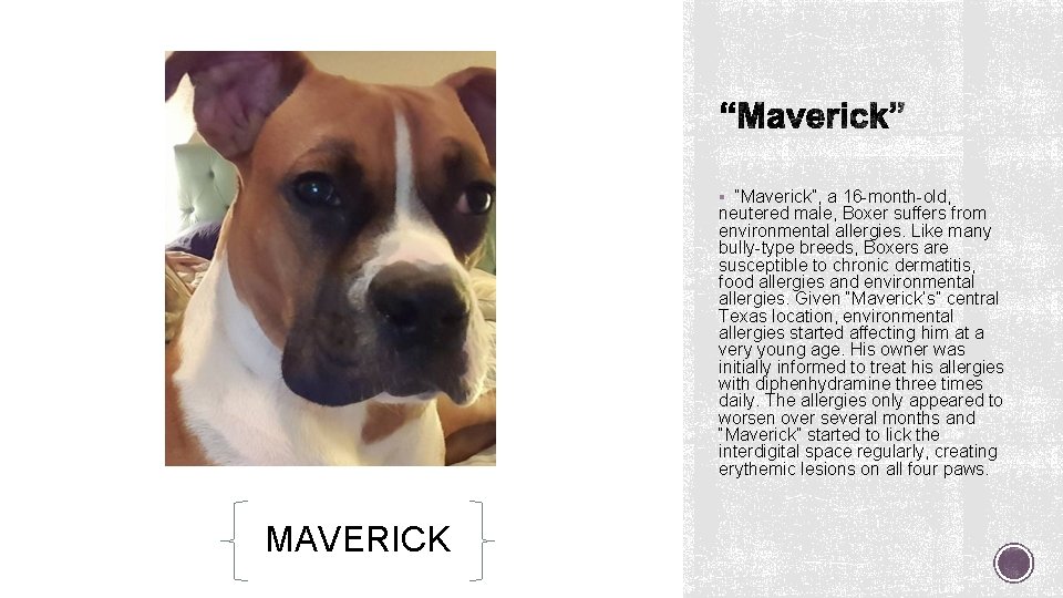 § “Maverick”, a 16 -month-old, neutered male, Boxer suffers from environmental allergies. Like many