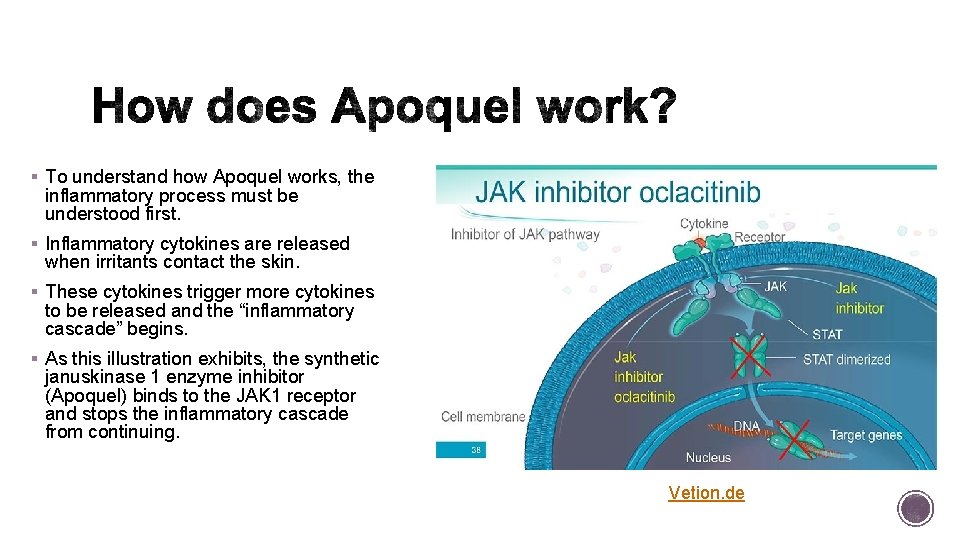 § To understand how Apoquel works, the inflammatory process must be understood first. §