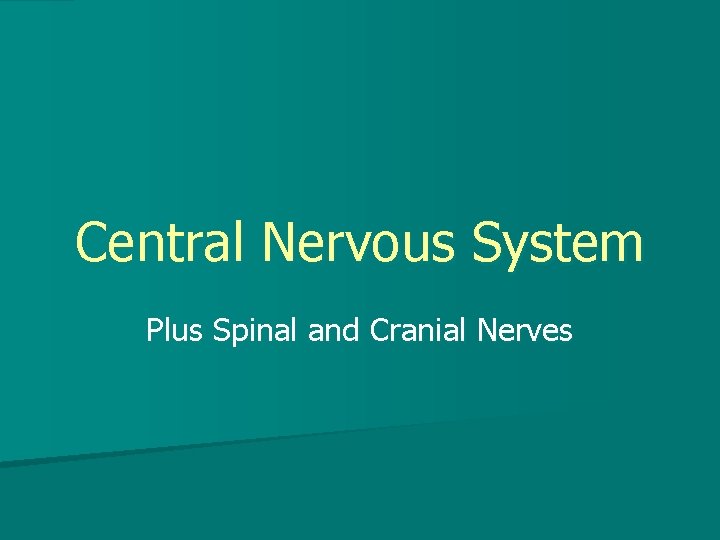 Central Nervous System Plus Spinal and Cranial Nerves 