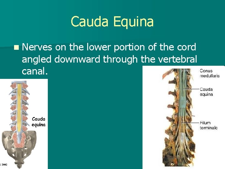 Cauda Equina n Nerves on the lower portion of the cord angled downward through