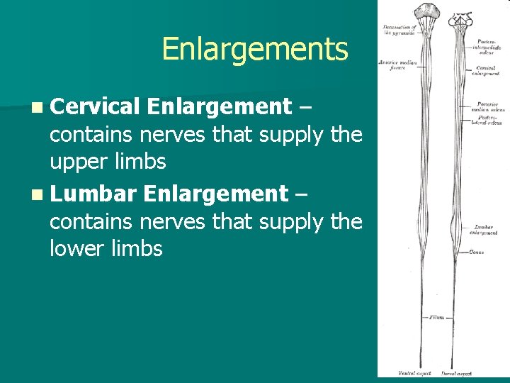 Enlargements n Cervical Enlargement – contains nerves that supply the upper limbs n Lumbar