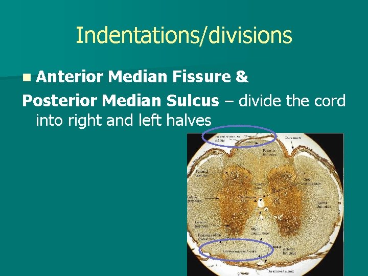 Indentations/divisions n Anterior Median Fissure & Posterior Median Sulcus – divide the cord into