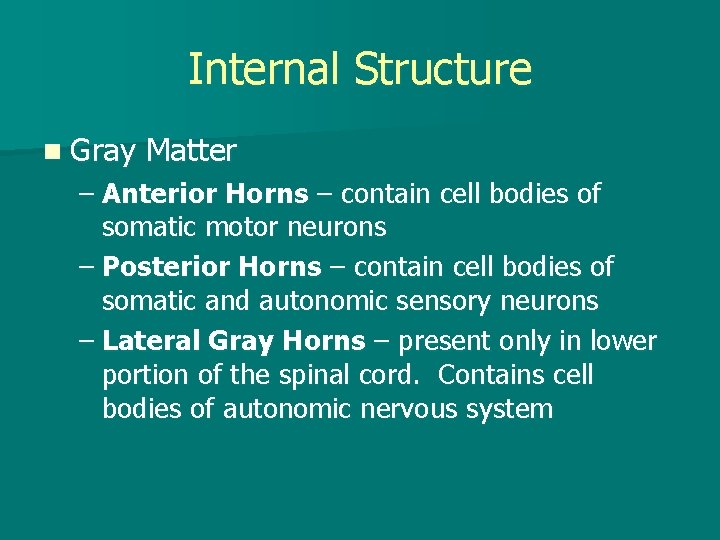 Internal Structure n Gray Matter – Anterior Horns – contain cell bodies of somatic