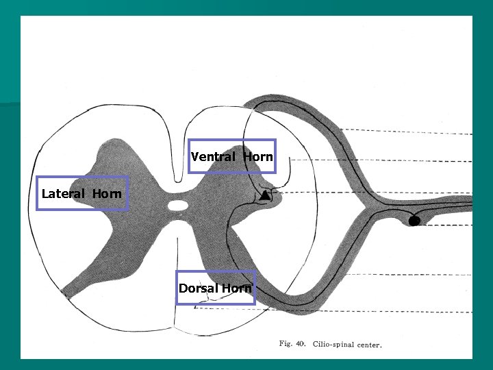 Ventral Horn Lateral Horn Dorsal Horn 