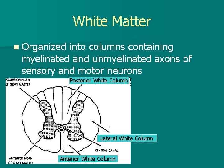 White Matter n Organized into columns containing myelinated and unmyelinated axons of sensory and