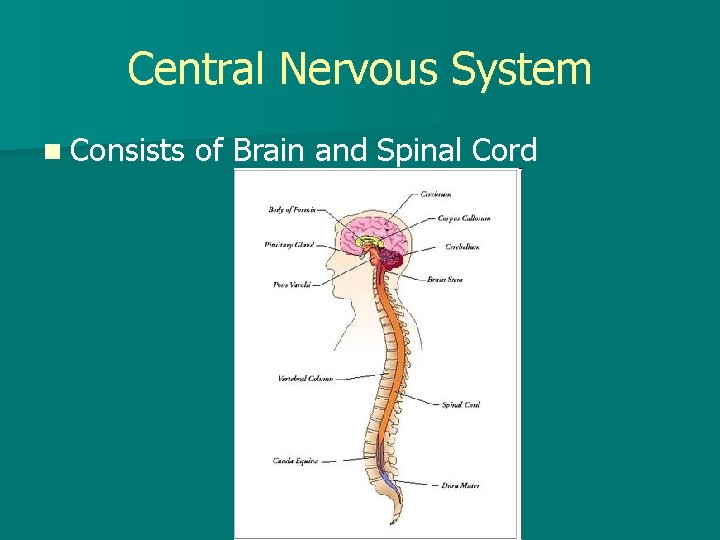 Central Nervous System n Consists of Brain and Spinal Cord 