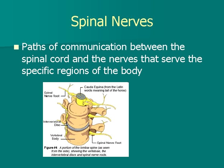 Spinal Nerves n Paths of communication between the spinal cord and the nerves that