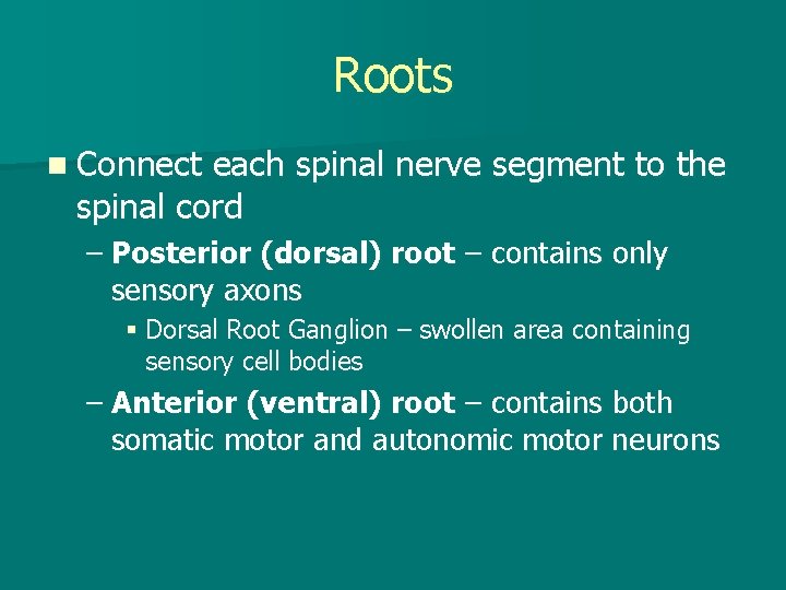 Roots n Connect each spinal nerve segment to the spinal cord – Posterior (dorsal)