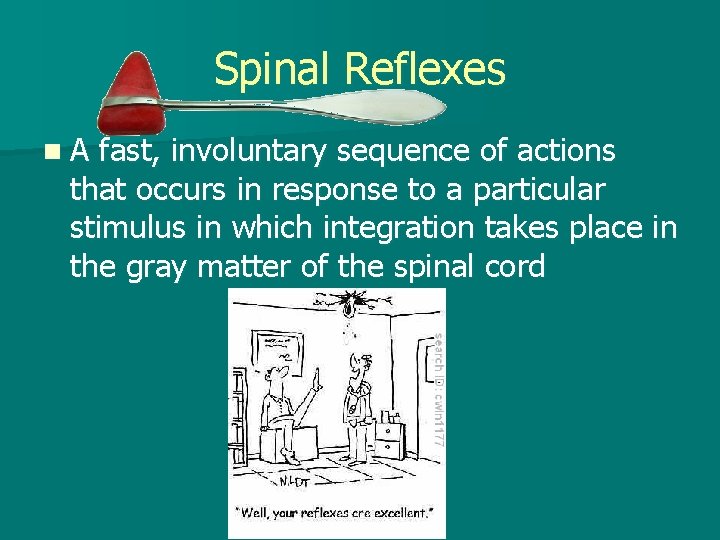 Spinal Reflexes n. A fast, involuntary sequence of actions that occurs in response to