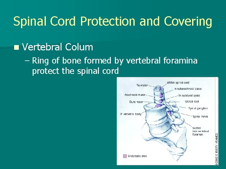 Spinal Cord Protection and Covering n Vertebral Colum – Ring of bone formed by