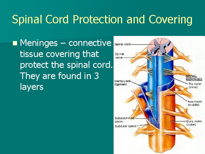 Spinal Cord Protection and Covering n Meninges – connective tissue covering that protect the