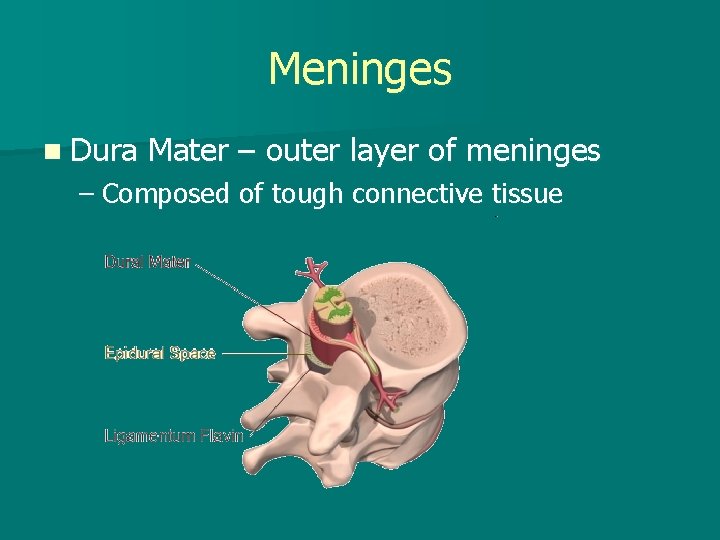 Meninges n Dura Mater – outer layer of meninges – Composed of tough connective