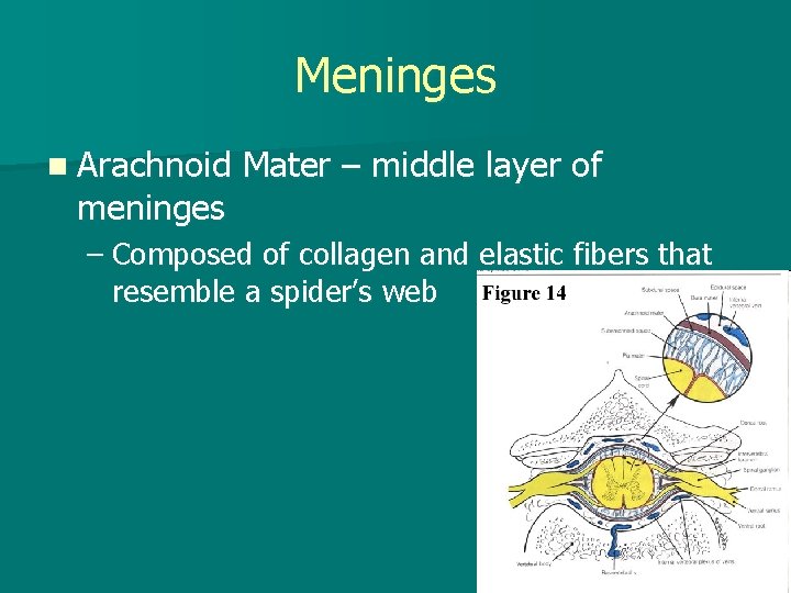 Meninges n Arachnoid meninges Mater – middle layer of – Composed of collagen and