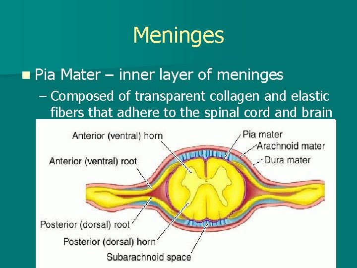 Meninges n Pia Mater – inner layer of meninges – Composed of transparent collagen