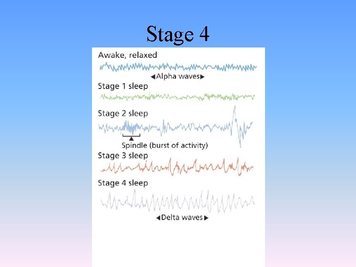 States of Consciousness Freuds Levels of Consciousness Conscious