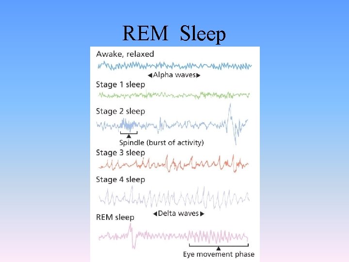 REM Sleep 