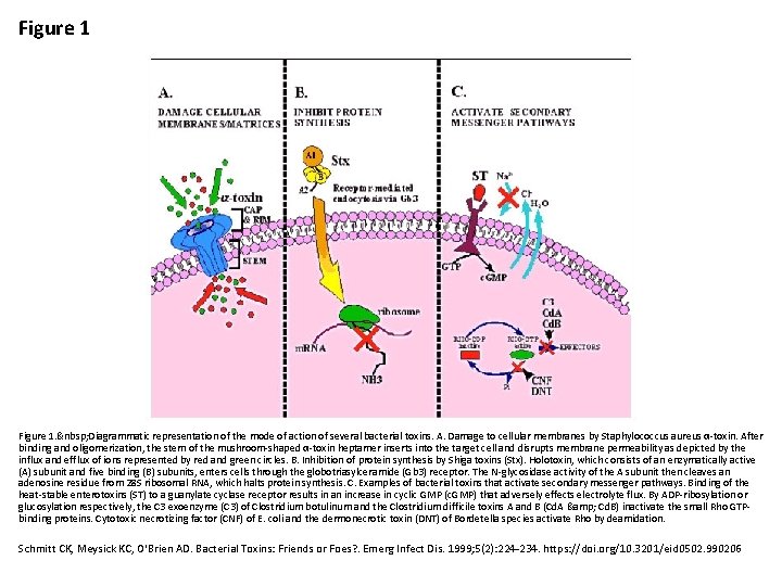 Figure 1.   Diagrammatic representation of the mode of action of several bacterial toxins.